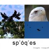 illustration for sp'óq'es ('bald eagle')