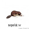 illustration for sqelá:w ('beaver')