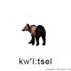 illustration for 'kw'i:tsel' ('grizzly bear')