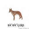 illustration for sk'ek'iyáp ('coyote')